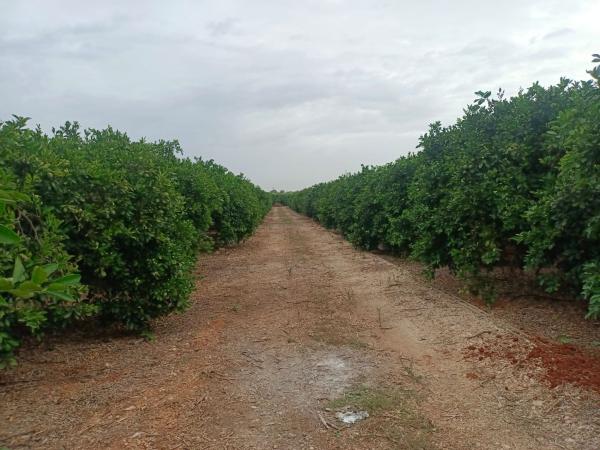 Terreno en Camino de Matoses s/n, Centro, Pedreguer thumbnail 2