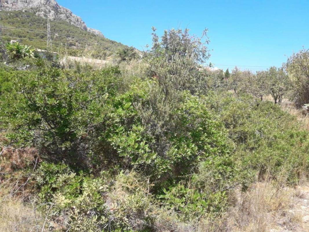 Land for sale in Calpe, Alicante photo 3