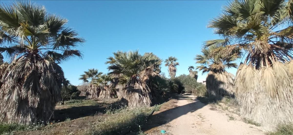 Terreno en venta en Algorfa, Alicante photo 3
