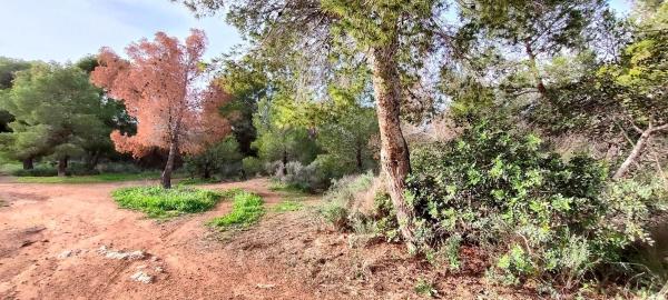 Terreno en Golf Bahía, Finestrat photo 1