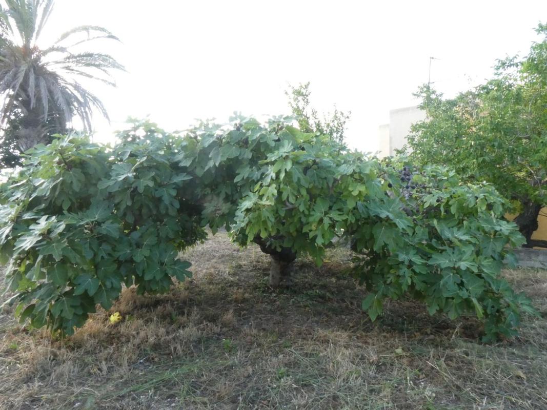 Land for sale in Gata de Gorgos, Alicante photo 5