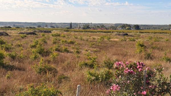 Terreno en Valverde, Elche / Elx thumbnail 2