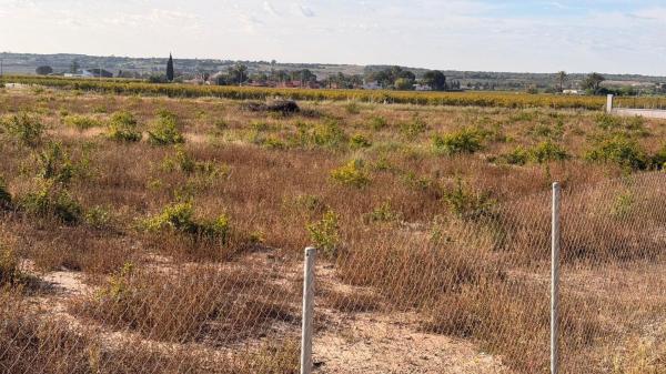 Terreno en Valverde, Elche / Elx thumbnail 3