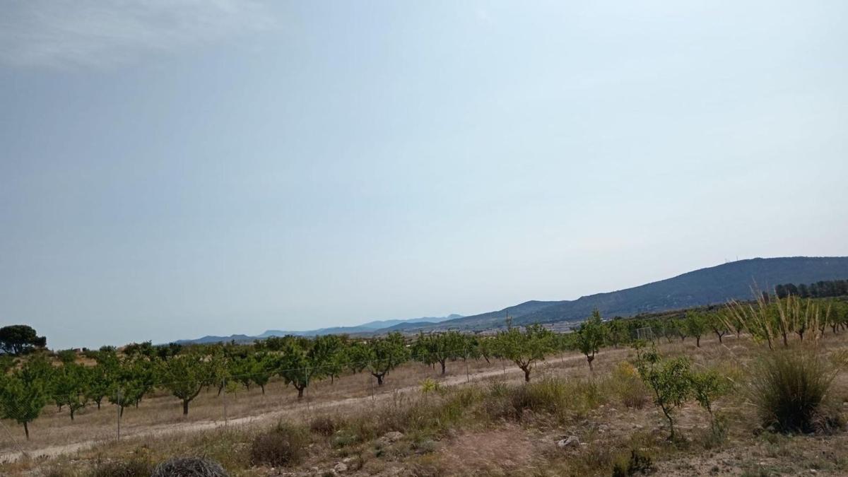 Terreno en venta en Pinoso, Alicante photo 2