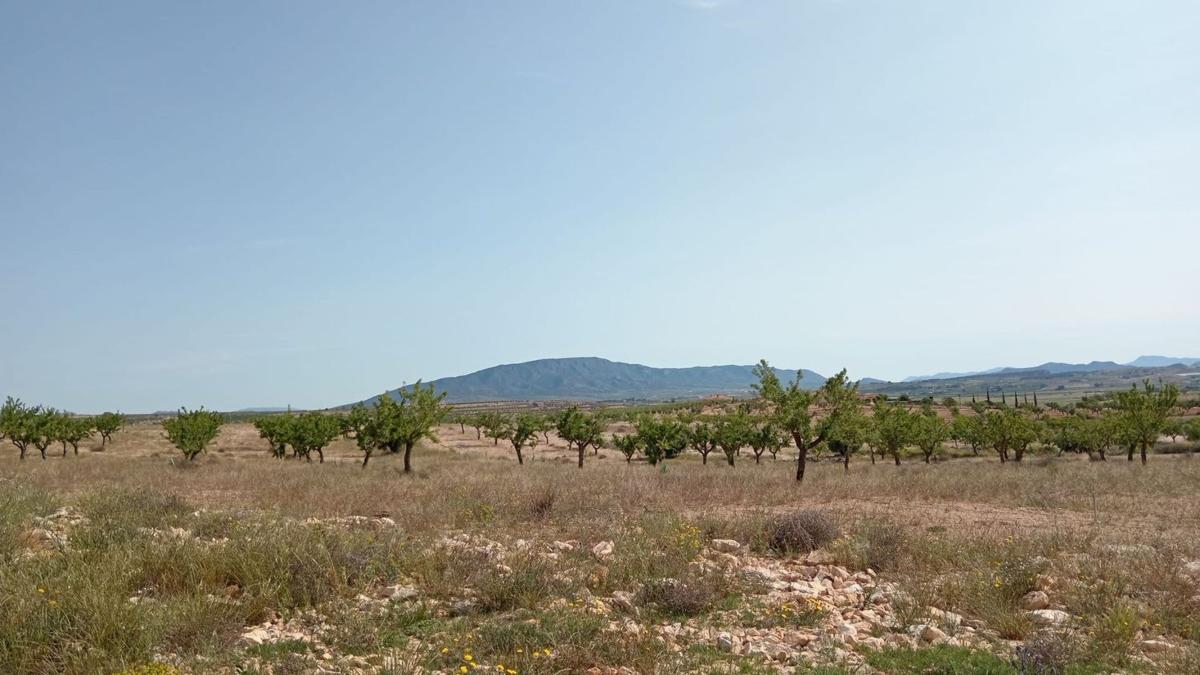 Terreno en venta en Pinoso, Alicante photo 5
