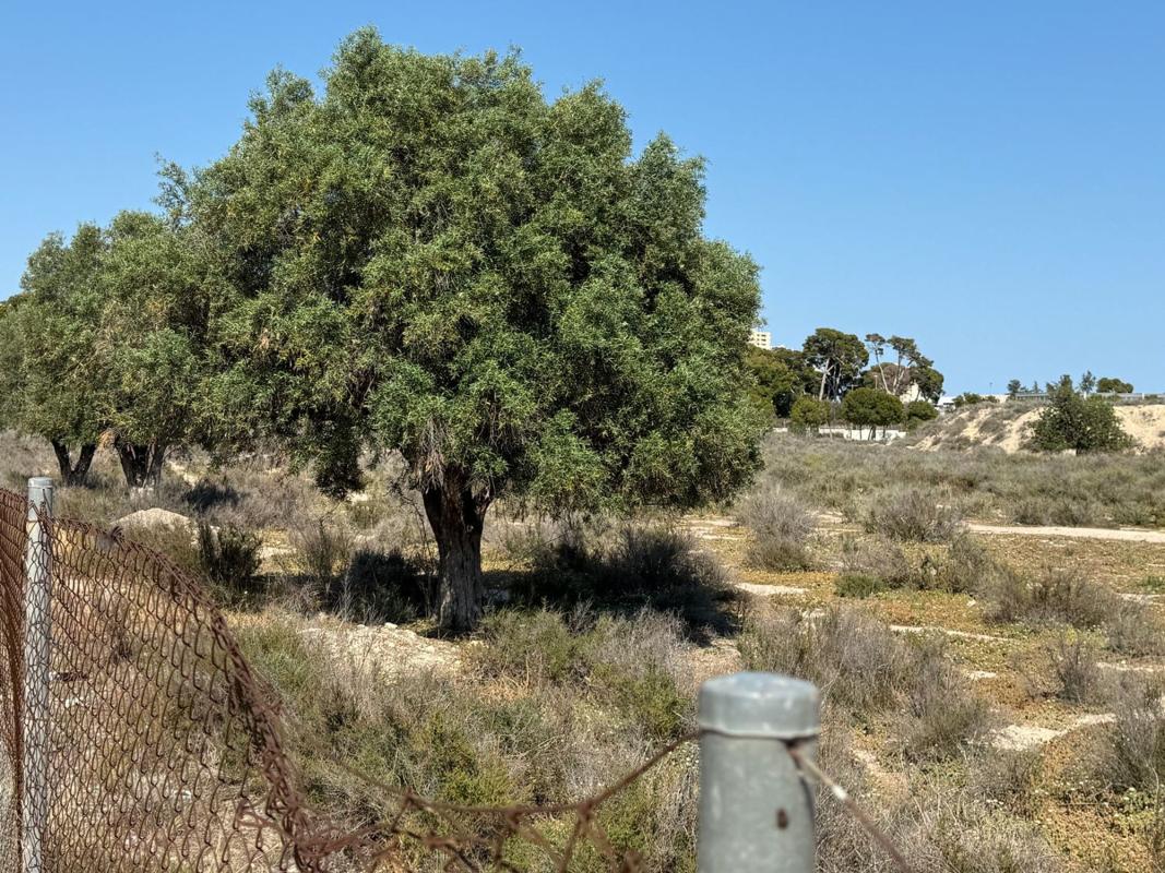 Terreno en venta en San Juan de Alicante, Alicante photo 5