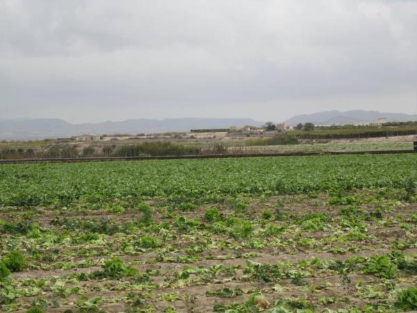 Terreno en Novelda photo 1