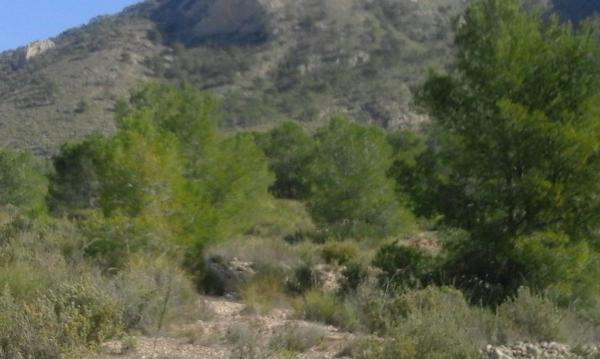 Finca rústica en venta en Finca rústica en Calle cv-840 s/n, Algueña , Algueña thumbnail 2