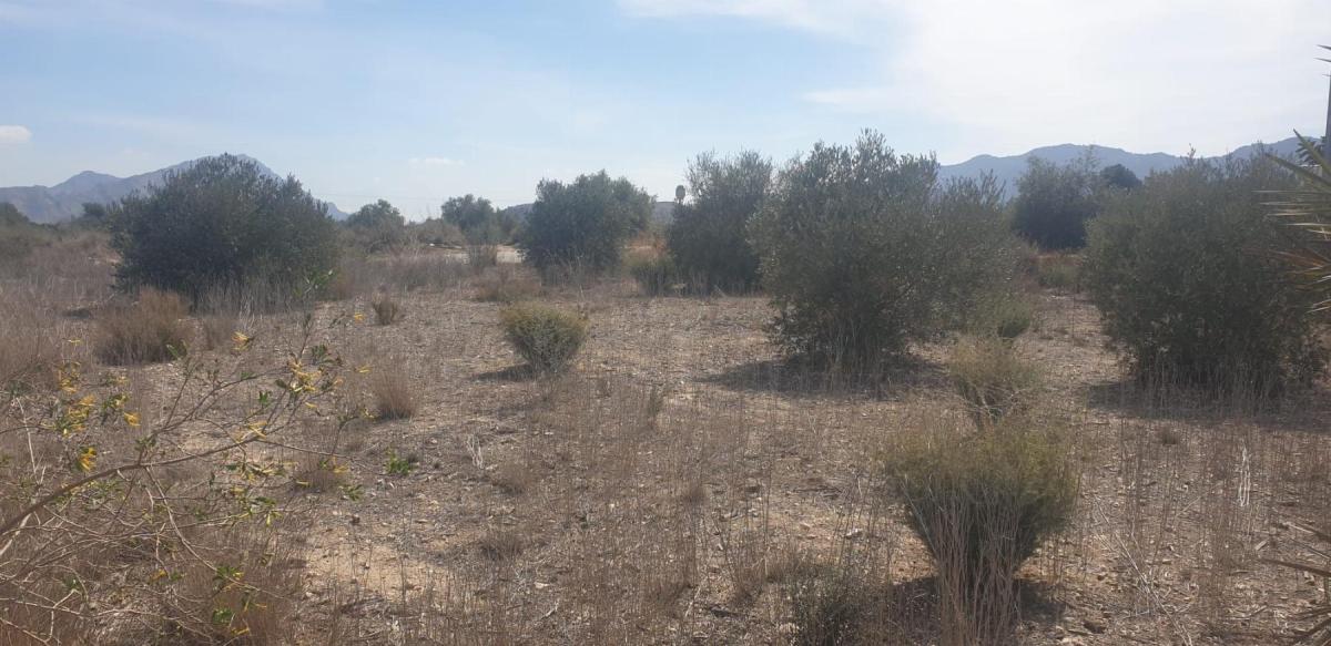 Land for sale in Benferri, Alicante photo 4