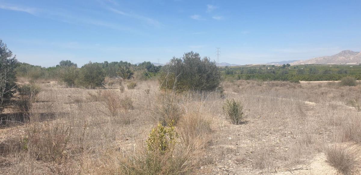 Land for sale in Benferri, Alicante photo 4