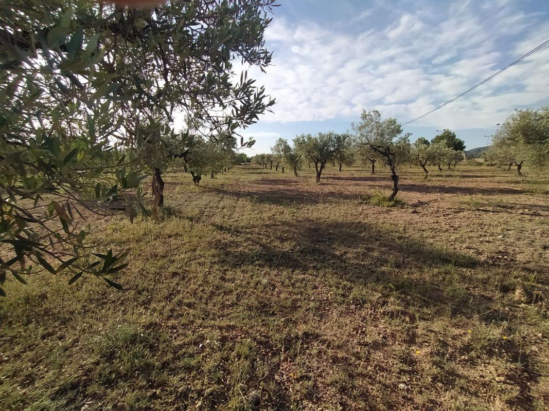 Продажа загородного участка в Finca rústica en Calle Cenia, 12, Monovar , Моновар photo 3