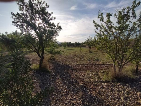 Rustic farm for sale in  Finca rústica en Calle Cenia, 12, Monovar , Monovar photo 4