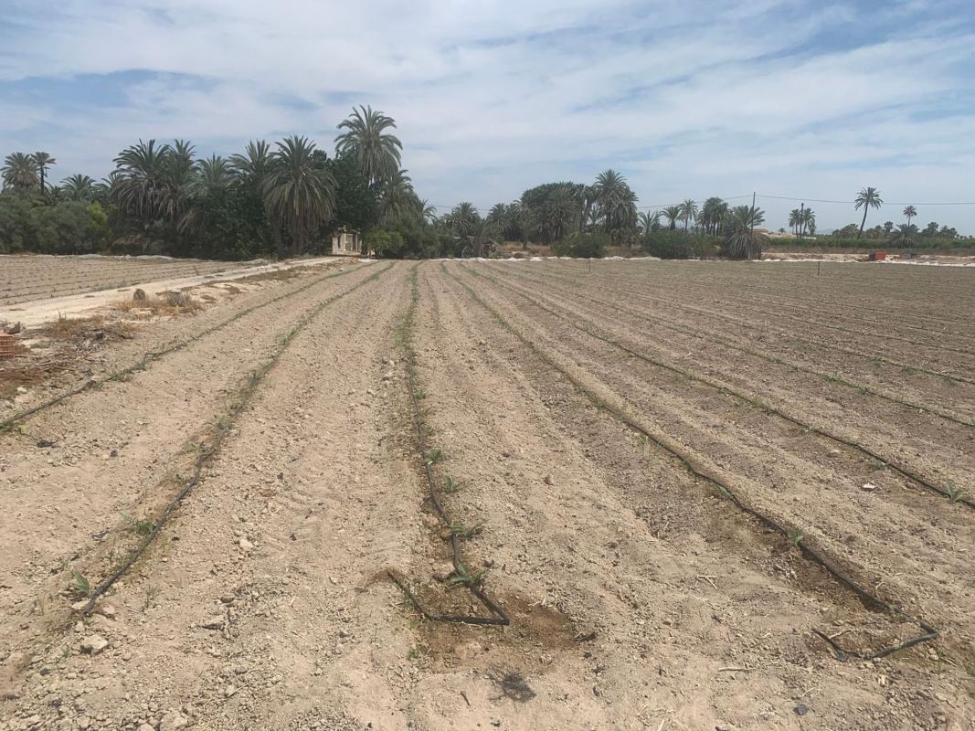 Sale of rural property in Finca rústica en Carretera de Elche a Casas del León, 30, Algoda-Matola-Llano de San José, Elche / Elx , Elche / Elx photo 1