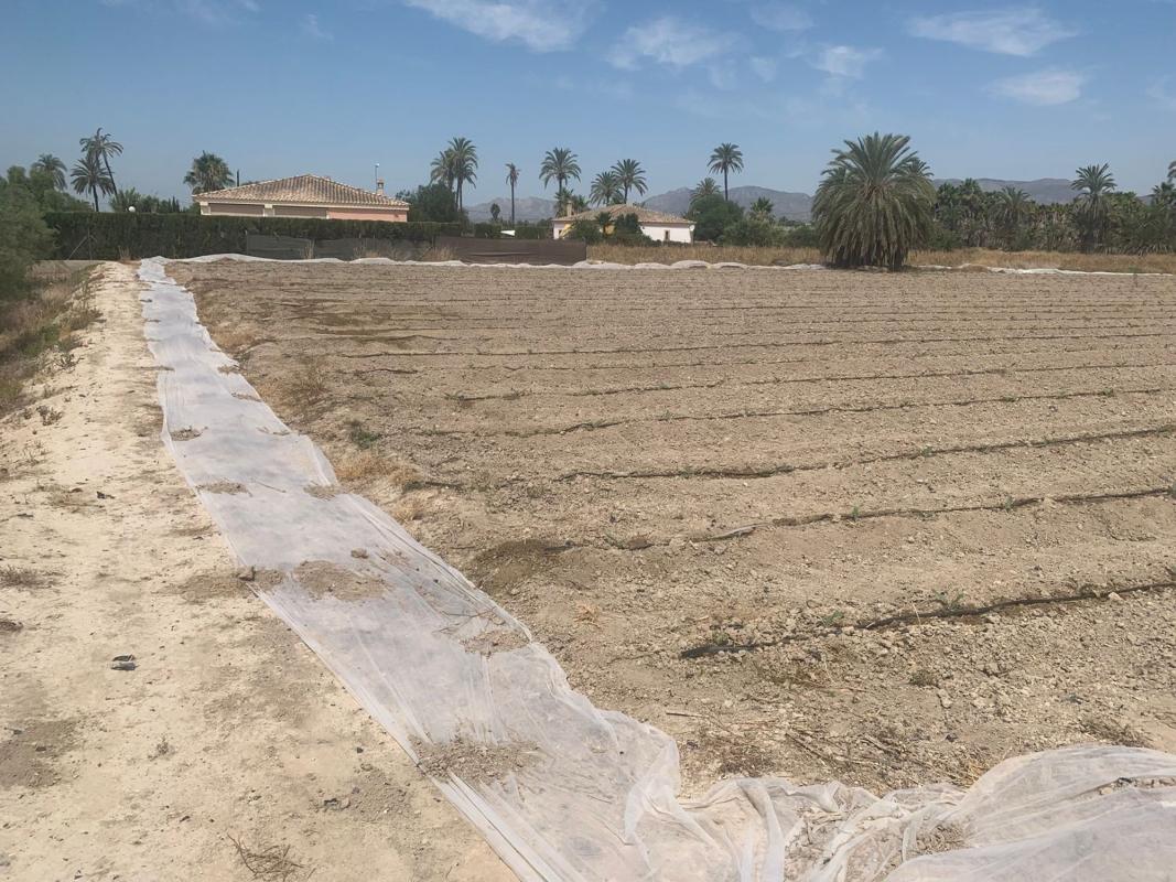 Sale of rural property in Finca rústica en Carretera de Elche a Casas del León, 30, Algoda-Matola-Llano de San José, Elche / Elx , Elche / Elx photo 2