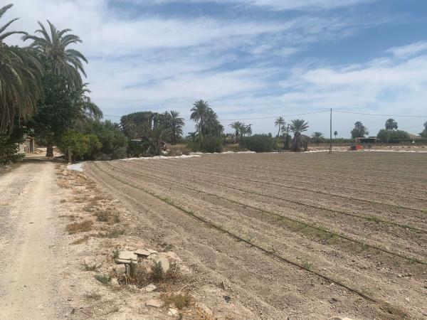 Finca rustykalna na sprzedaż w Finca rústica en Carretera de Elche a Casas del León, 30, Algoda-Matola-Llano de San José, Elche / Elx , Elche / Elx thumbnail 3