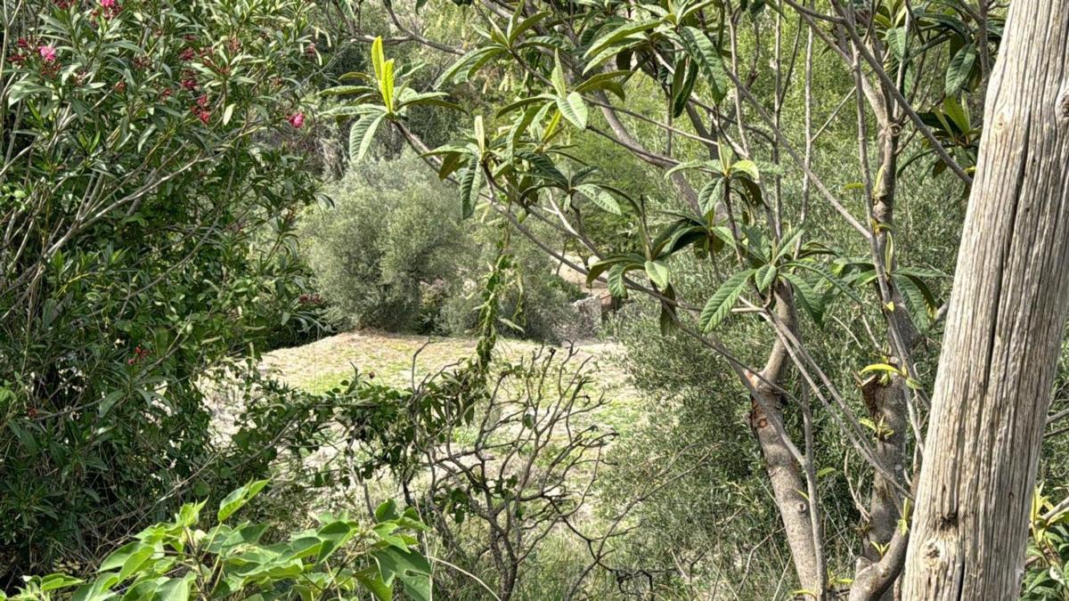 Продажа загородного участка в Finca rústica en Partida Pagos, 1, Centro - Zona Alta, Alcoy / Alcoi , Алкой photo 3
