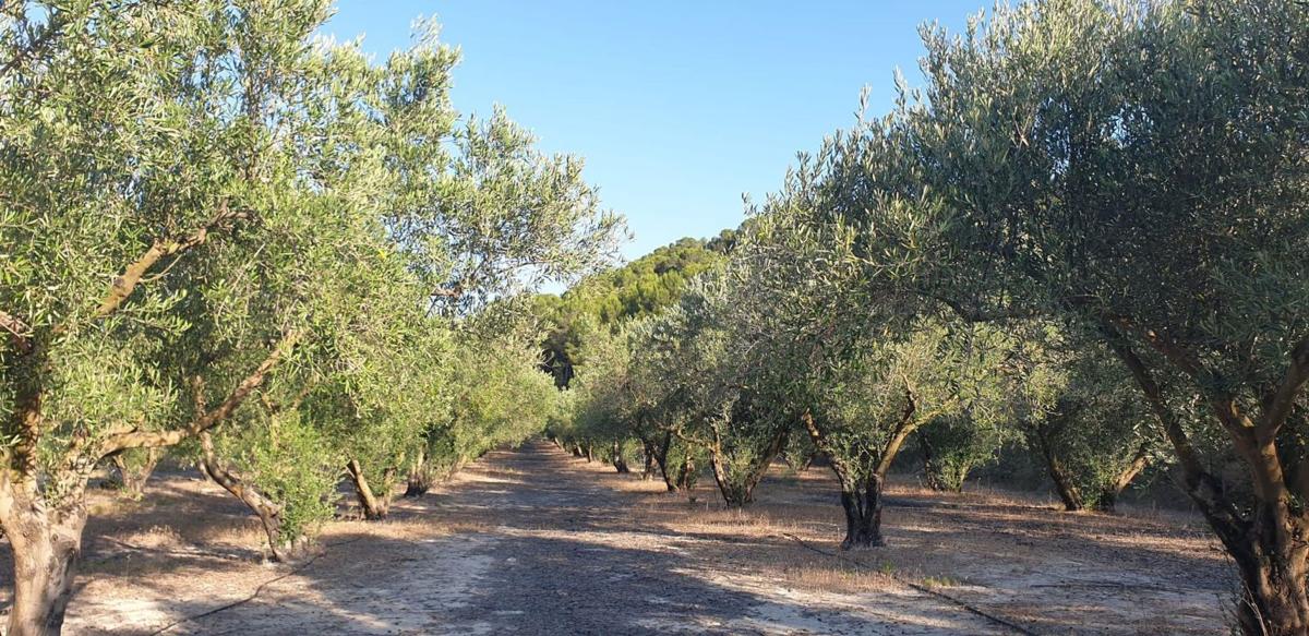 Продажа загородного участка в Finca rústica en Lugar III Pd 3, 2264, Castalla , Касталья photo 2