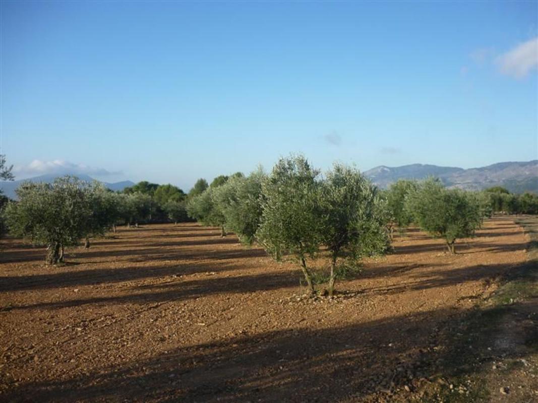 Sale of rural property in  Finca rústica en CM Partida Pla de Cuart 23 Poligono 5 parcela 53 001201800yh07h - 5/53, Onil , Onil photo 3