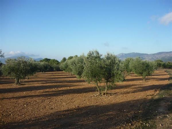 Rustic farm for sale in Finca rústica en CM Partida Pla de Cuart 23 Poligono 5 parcela 53 001201800yh07h - 5/53, Onil , Onil thumbnail 3