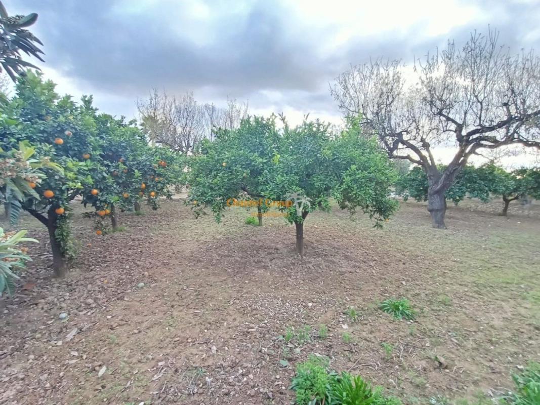 Sprzedaż działki rolnej w Finca rústica en La Galia-Bonavista, Elche / Elx , Elche / Elx photo 5