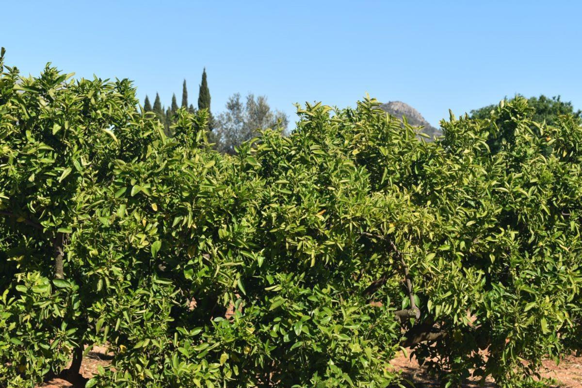 Sale of rural property in  Finca rústica en Partida Hortes de Baix, Beniarbeig , Beniarbeig photo 2