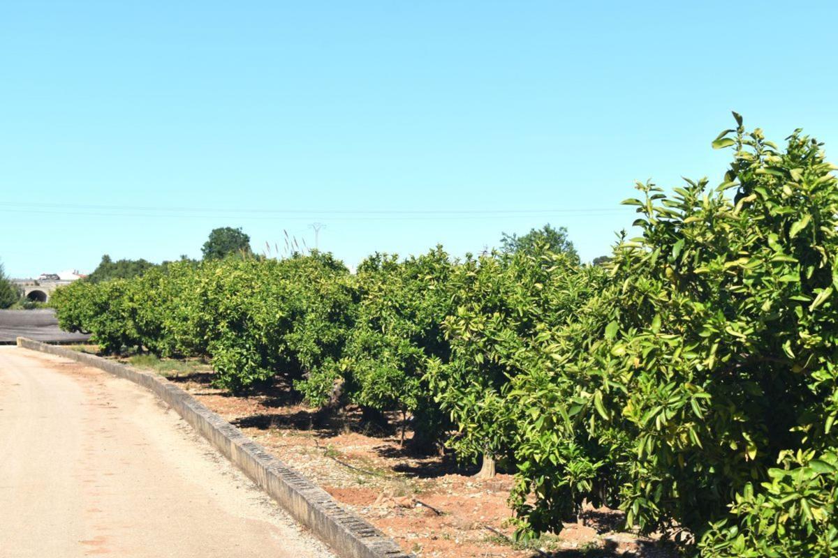 Sale of rural property in  Finca rústica en Partida Hortes de Baix, Beniarbeig , Beniarbeig photo 3
