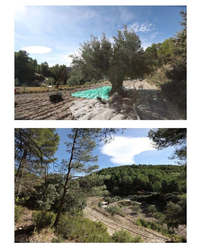 Sprzedaż działki rolnej w  Finca rústica en teix de abajo, 782, Torremanzanas , Torremanzanas photo 5
