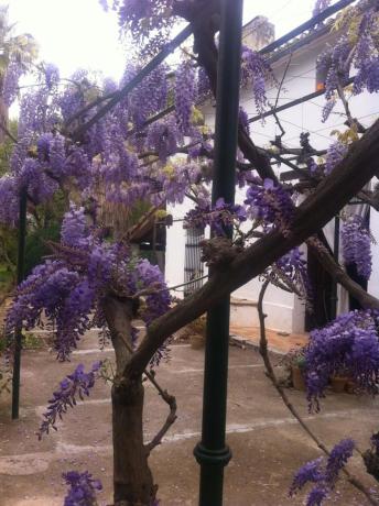 Продаётся загородный участок в  Finca rústica en Carretera de Dénia, 38, La Xara - La Sella - Jesús Pobre, Denia , Дения photo 3
