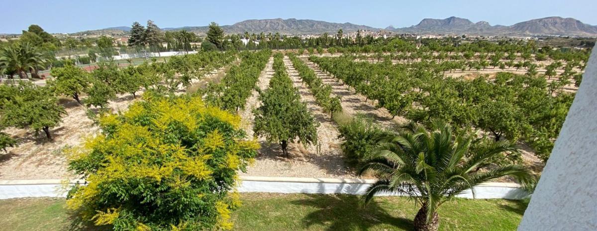 Продажа загородного участка в Finca rústica en Monovar , Моновар photo 5