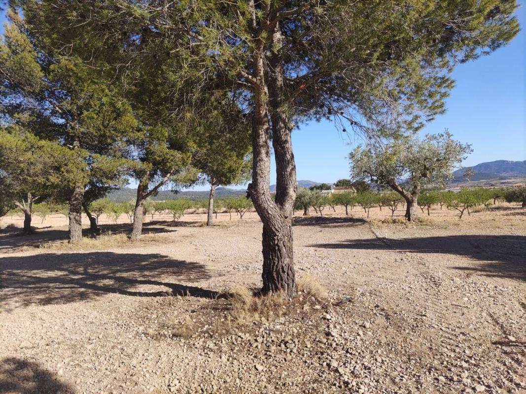 Land for sale in Pinoso, Alicante photo 1