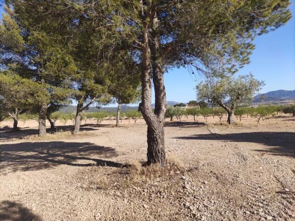 Terreno en Pinoso photo 1