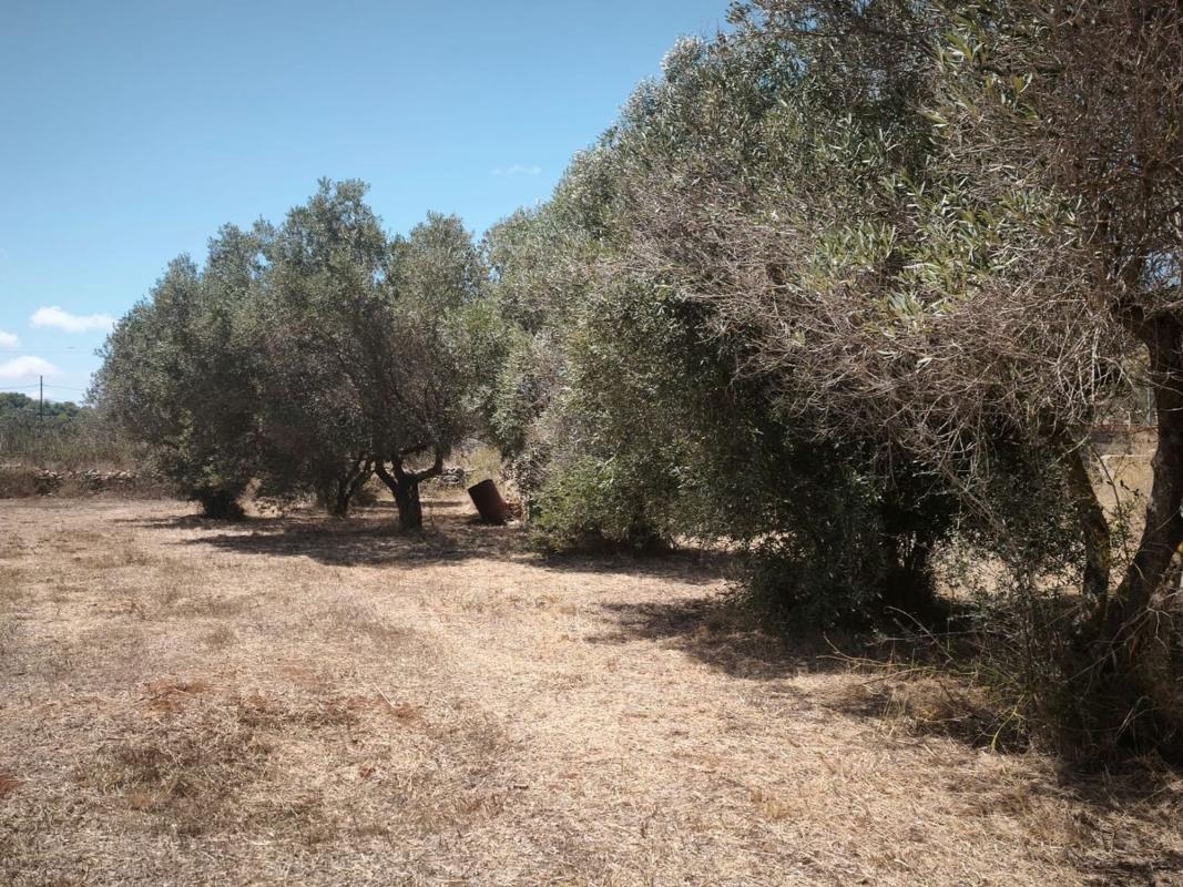 Terreno en venta en Teulada, Alicante photo 4