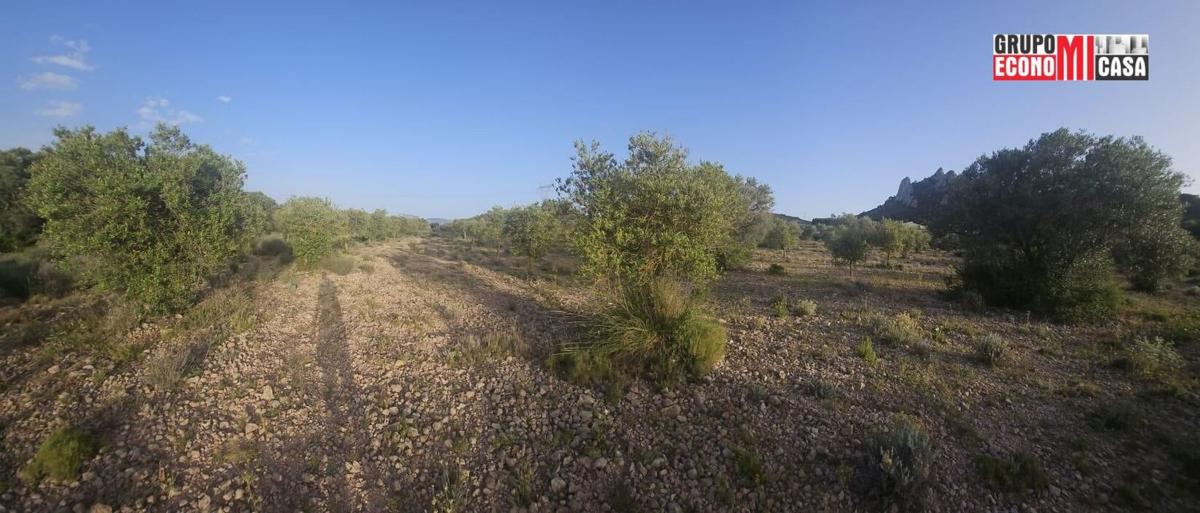 Land for sale in Sax, Alicante photo 4