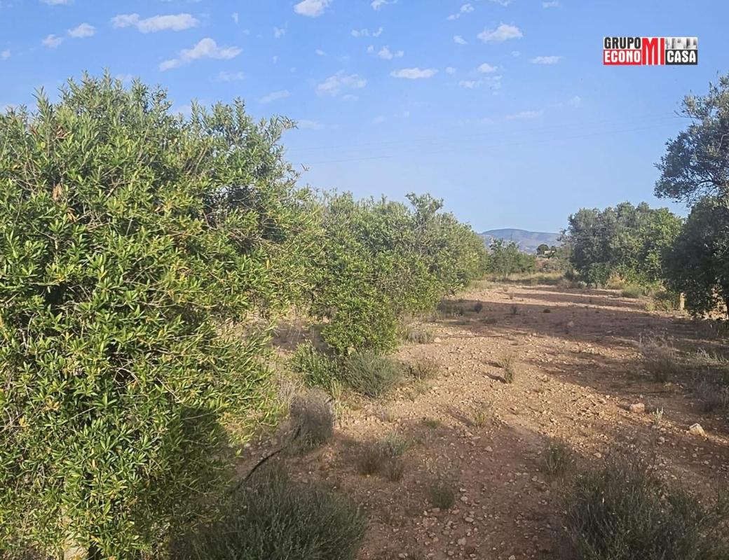 Land for sale in Sax, Alicante photo 5