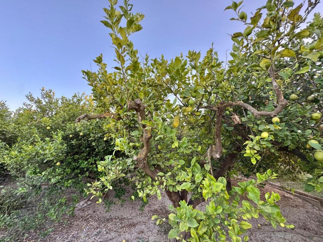 Участок земли на продажу в Ориуэла, Аликанте photo 5