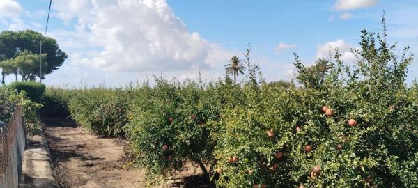 Terreno en Valverde, Elche / Elx thumbnail 2