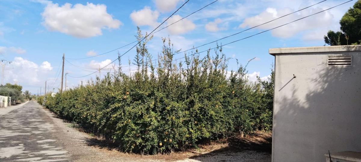 Участок земли на продажу в Эльче / Эльх, Аликанте photo 4