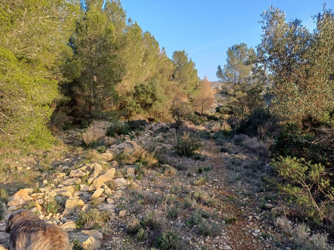 Land for sale in Jalón, Alicante photo 1