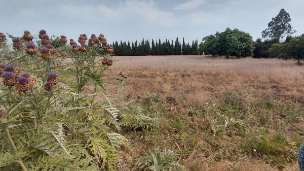 Rustic farm for sale in  Finca rústica en Las Virtudes, Villena , Villena photo 4