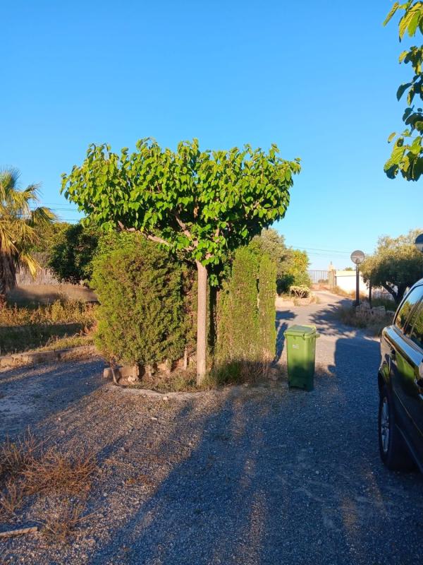 Sprzedaż działki rolnej w  Finca rústica en Camino Finca La Caholla s/n, Moralet , Moralet photo 5