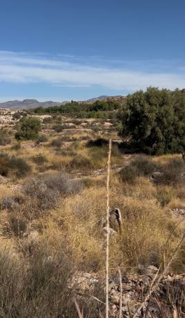 Terreno en Polígono 33 Parcela 29 Mallaes. Agost (alicante), Agost thumbnail 3