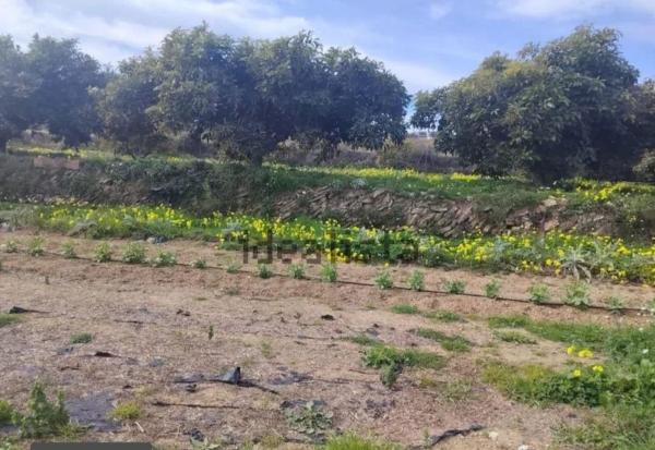 Terreno en Teulada photo 2
