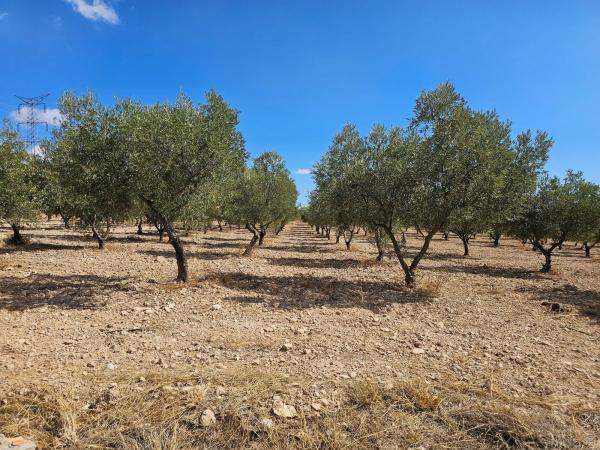 Terreno en Rambla alta s/n, Onil photo 1