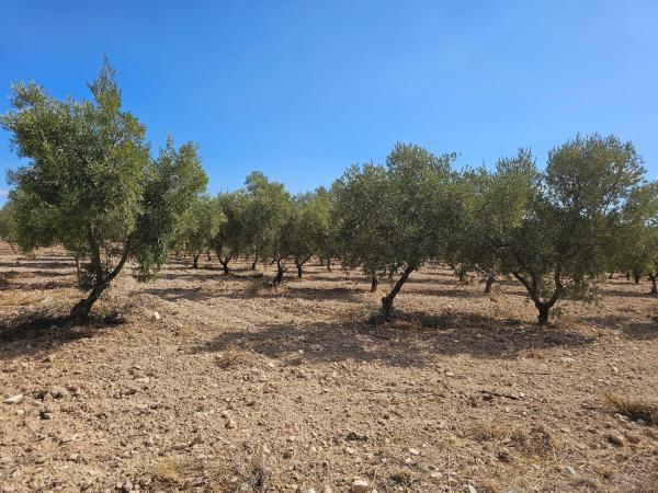 Terreno en Rambla alta s/n, Onil photo 4