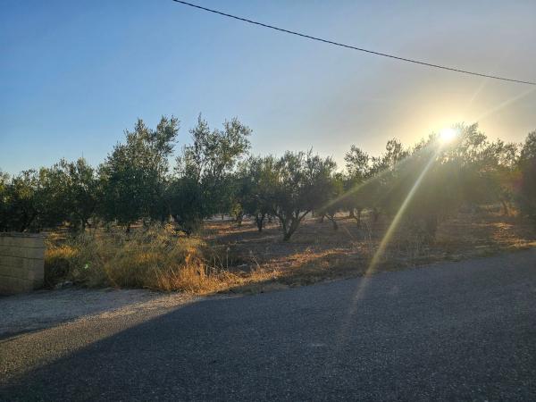 Terreno en Camino dels pous s/n, Onil photo 1