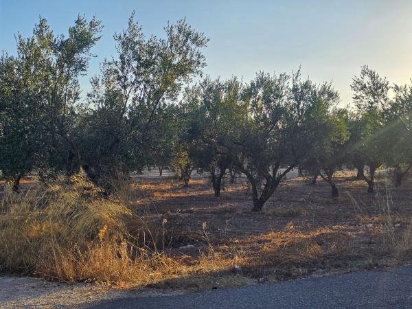Terreno en Camino dels pous s/n, Onil photo 2