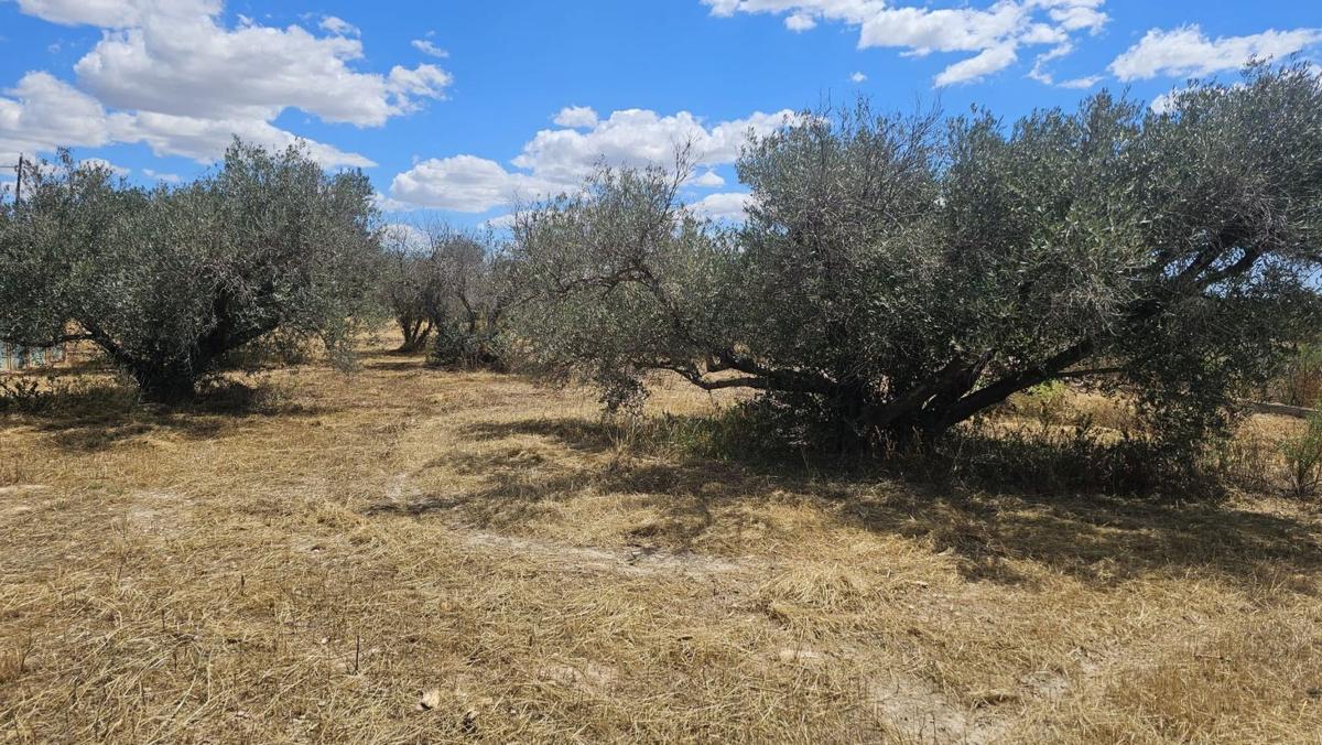 Sale of rural property in  Finca rústica en Lugar la Hoya, La Hoya-Daimes-El Derramador, Elche / Elx , Elche / Elx photo 2
