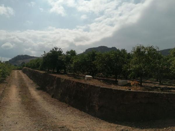 Продаётся загородный участок в  Finca rústica en Camino de les Filaes, Adsubia , Адсубия photo 3