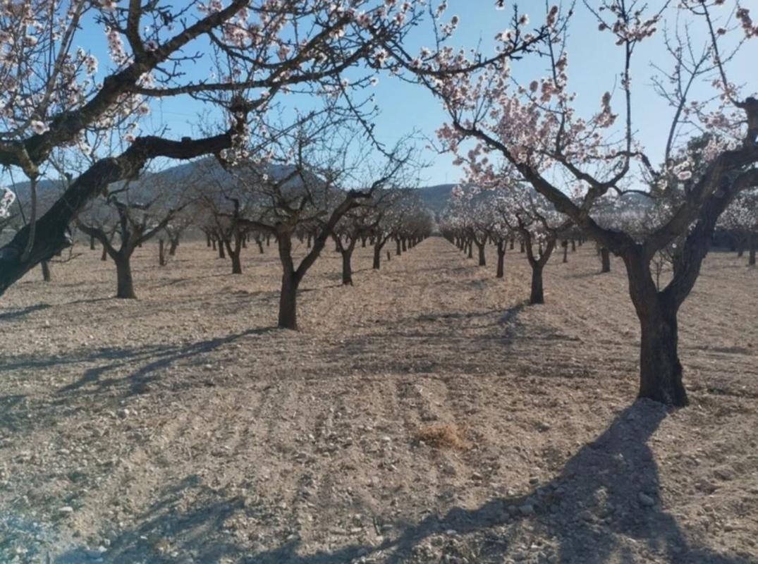 Land for sale in Hondón de los Frailes, Alicante photo 1