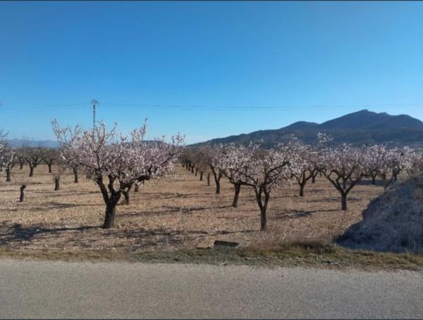 Terreno en Partida Hondo, 19, Hondón de los Frailes thumbnail 2